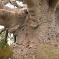 Die besten Bilder in der Kategorie baeume: Riesen Baum - Affenbrotbaum?