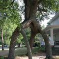The Best Pics:  Position 36 in  - Tree-Portal