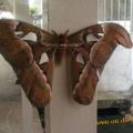 The Best Pics:  Position 48 in  - Giant Butterfly