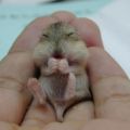 Die besten Bilder in der Kategorie tiere: Hamster Baby