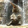 The Best Pics:  Position 87 in  - Elephant Baby has Fun