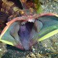 Die besten Bilder in der Kategorie fische_und_meer: Drachen-Großmaul-Fisch