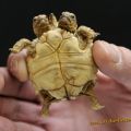 Die besten Bilder in der Kategorie reptilien: Siamnesische Schildkröten Baby