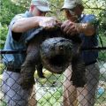 Die besten Bilder in der Kategorie tiere: Schildkröte