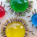 Die besten Bilder in der Kategorie insekten: Bunte Ameisen