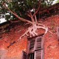 Die besten Bilder:  Position 29 in bÄume - Baum an Hauswand