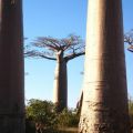 The Best Pics:  Position 40 in  - baobab