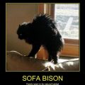 Die besten Bilder in der Kategorie katzen: Sofa Bison