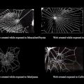 Die besten Bilder in der Kategorie spinnentiere: Spinnennetze weben unter Drogen 