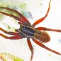 The Best Pics:  Position 56 in  - Beautiful red leg Spider