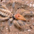 Die besten Bilder:  Position 3 in spinnentiere - Camel Spider
