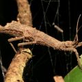 The Best Pics:  Position 82 in  - Erawan Stick Insect