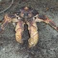 Die besten Bilder in der Kategorie fische_und_meer: Größte Krabbe der Welt - Cocosnuss Krabbe