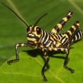 Die besten Bilder:  Position 86 in insekten - Gefährliche Heuschrecke