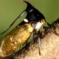 Die besten Bilder:  Position 33 in insekten - Ijen Treehopper