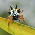 The Best Pics:  Position 20 in  - Jewel Spider
