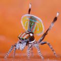 Die besten Bilder:  Position 33 in spinnentiere - Spring Spinne