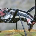 Die besten Bilder in der Kategorie insekten: Macrochenus Isabellinus