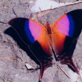 Die besten Bilder:  Position 46 in insekten - Schöner Schmetterling - Marpesia Iole
