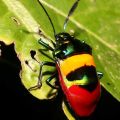Die besten Bilder:  Position 16 in insekten - Bunter Käfer von den Philipinen