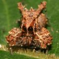 Die besten Bilder in der Kategorie spinnentiere: Portia Spinne