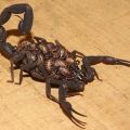 The Best Pics:  Position 15 in  - Scorpion Family