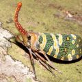 Die besten Bilder:  Position 44 in insekten - Nasen Käfer