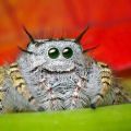 The Best Pics:  Position 6 in  - Funny Jumping Spider