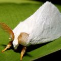 The Best Pics:  Position 35 in  - White Sulawesi Moth