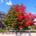 Die besten Bilder in der Kategorie baeume: Halb Herbst Baum
