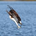 The Best Pics:  Position 26 in  - Attack - White Headed Eagle