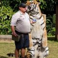 The Best Pics:  Position 79 in  - Fat Man - Giant Tiger