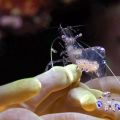 The Best Pics:  Position 41 in  - Anemone Shrimp