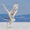 The Best Pics:  Position 61 in  - Awesome Snow Owl