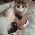 Die besten Bilder:  Position 3 in katzen - Katzen-Mama mit Babies