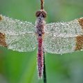 Die besten Bilder:  Position 39 in insekten - Libelle mit Tau überzogen