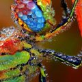 Die besten Bilder in der Kategorie insekten: Knallbunte Libelle