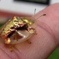 Die besten Bilder in der Kategorie insekten: Goldene Wanze?