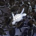 The Best Pics:  Position 56 in  - Albino Turtle