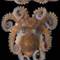 Die besten Bilder in der Kategorie fische_und_meer: Mini Octopus