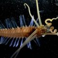 Die besten Bilder in der Kategorie fische_und_meer: Unterwasser Alien - Krebs?