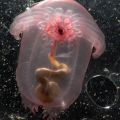 The Best Pics:  Position 27 in  - intestine jellyfish