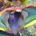 Die besten Bilder in der Kategorie fische_und_meer: Großmaul-Fisch
