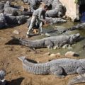 Die besten Bilder in der Kategorie reptilien: Bad Job - Krokodil-Pfleger