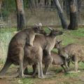 The Best Pics:  Position 30 in  - kang-bang - kangaroo foursome