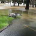 The Best Pics:  Position 42 in  - Yesterday in the Park - Big Crocodile in City