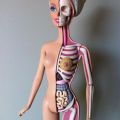 Die besten Bilder in der Kategorie allgemein: Barbie Anatomie Model