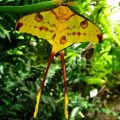 The Best Pics:  Position 55 in  - Madagascar Moon Moth