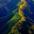 Die besten Bilder in der Kategorie natur: Yellow Tree Line