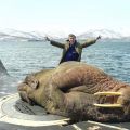 Die besten Bilder in der Kategorie fische_und_meer: Fettes Teil - Riesen Walross auf U-Boot